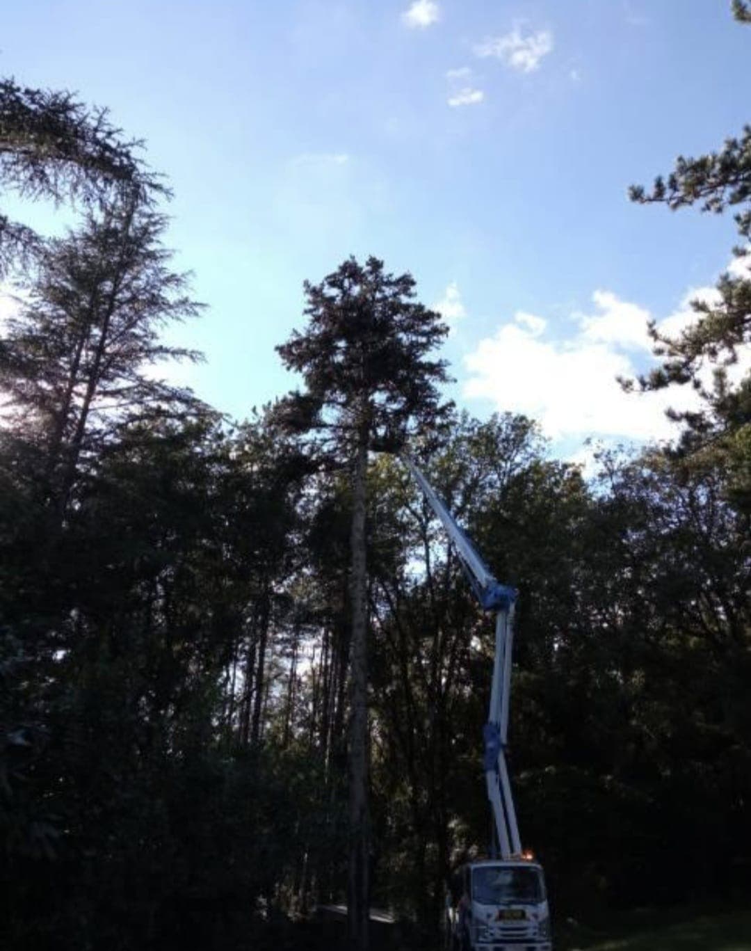 Élagage d'un arbre à la nacelle par Bes Rénovation à Cahors